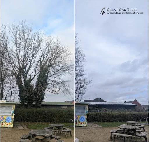 GREAT OAK TREES LTD