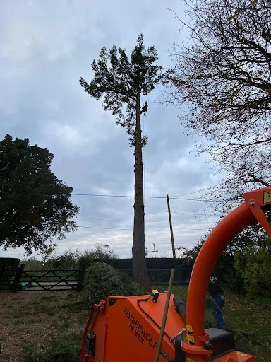 Tip Top Tree Surgeons