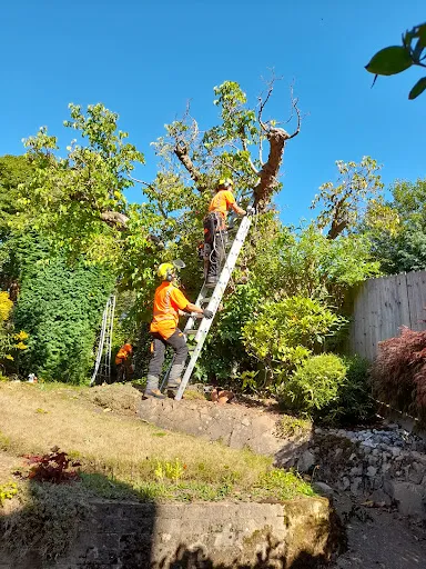 WESTSIDE FORESTRY LIMITED