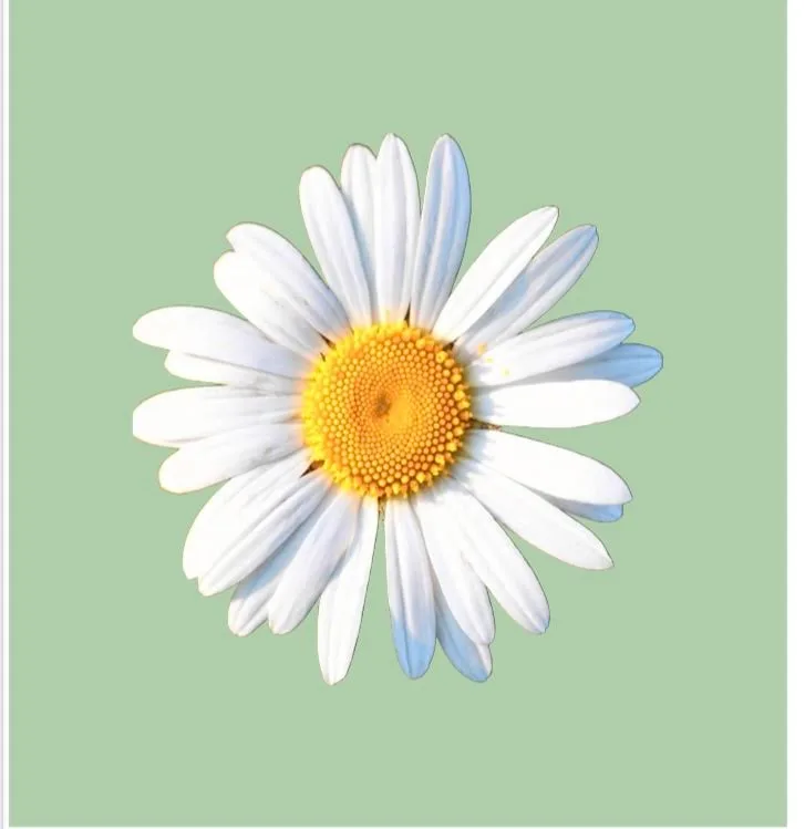 DAISIES LIMITED