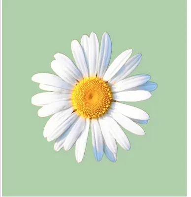 DAISIES LIMITED