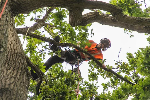 ARTEMIS TREE SERVICES LIMITED