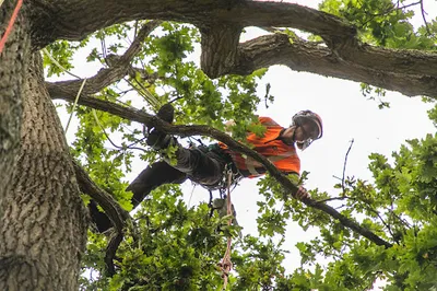 ARTEMIS TREE SERVICES LIMITED