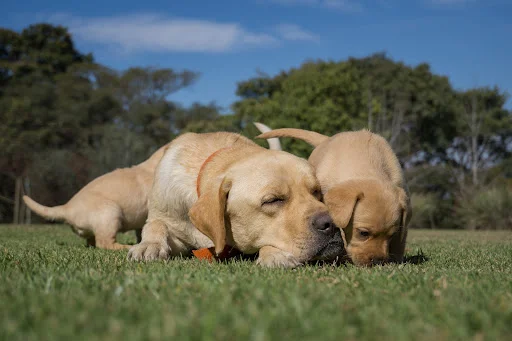PET WASTE SOLUTIONS LTD