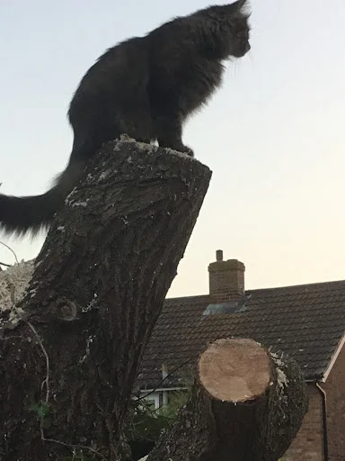 DRYAD TREE SPECIALISTS LIMITED