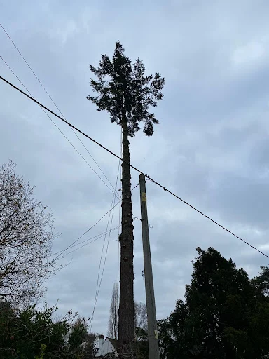 TIP TOP TREE & GROUNDCARE SERVICES LTD