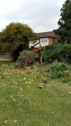 TREE PERFECT LTD