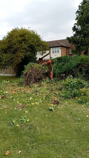 TREE PERFECT LTD