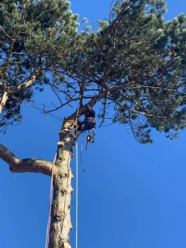 M.J.TREE SERVICES LIMITED
